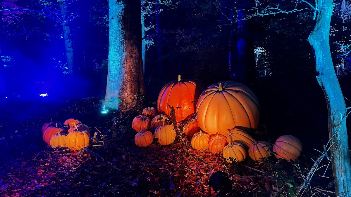 [BRUXELLES] Harry Potter Expérience Désastreuse en Forêt Interdite Le Rose et le Noir